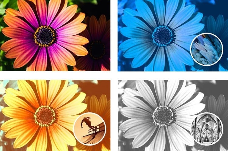 photoshop elements 2024 release date download