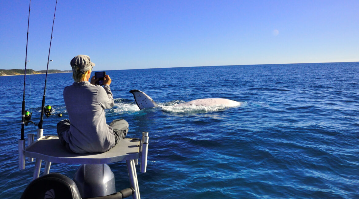Whales in Hervey Bay