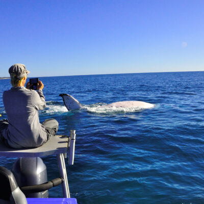 Whales in Hervey Bay
