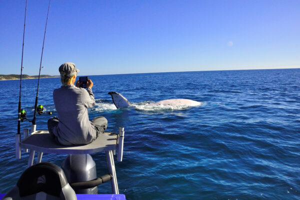 Whales in Hervey Bay