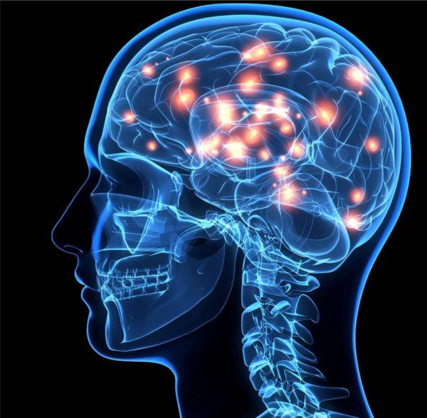 The Brain