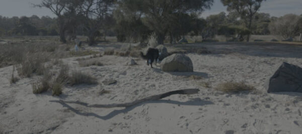 Original Footage