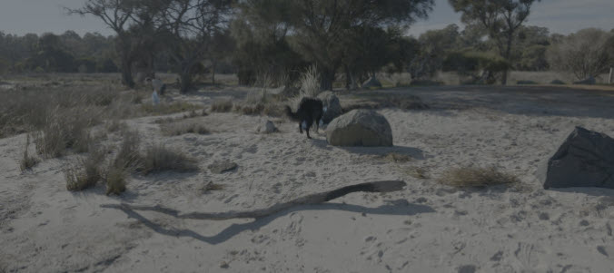 DJI OSMO Pocket 4P, Colour Space, Rec.709 and Shooting in Log Formats